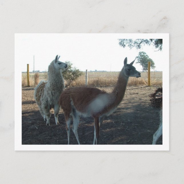 guanaco and llama postcard (Front)