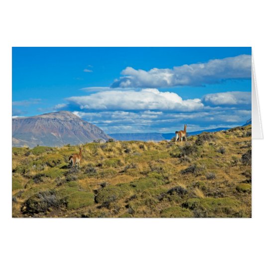 Guanaco Country, Patagonia (Front Horizontal)