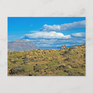 Guanaco Country, Patagonia Postcard