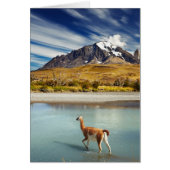 Guanaco crossing the river in Torres del Paine (Front)