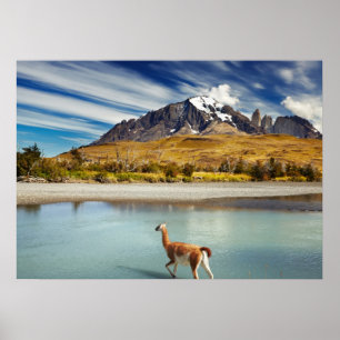 Guanaco crossing the river in Torres del Paine Poster