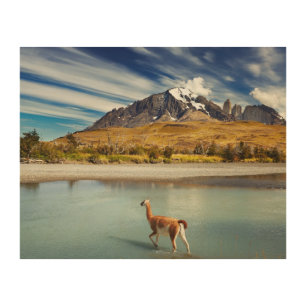 Guanaco crossing the river in Torres del Paine Wood Wall Decor