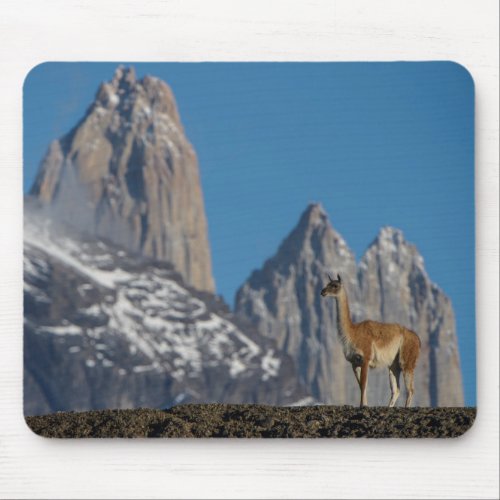 Guanaco in Torres del Paine  Chile Mouse Pad