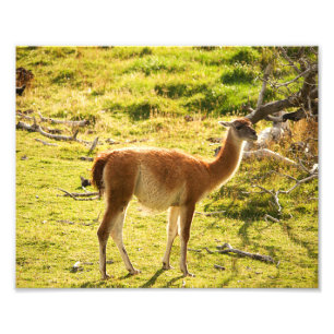 Guanaco sunshine photo print