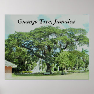 Guango Tree, Jamaica Poster