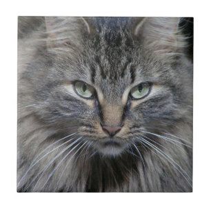 Guarded Maine Coon Kitty Cat Ceramic Tile
