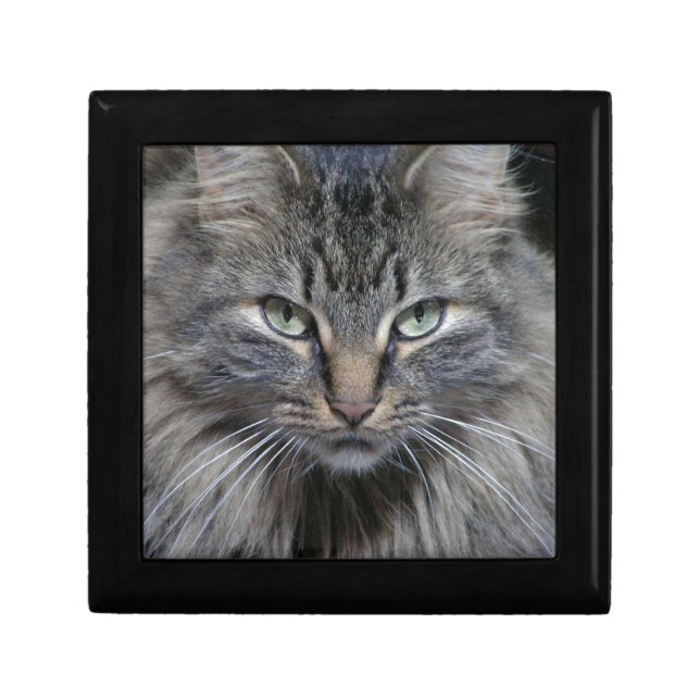 Guarded Maine Coon Kitty Cat Gift Box (Front)