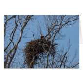 Guarding Eagle (Front Horizontal)