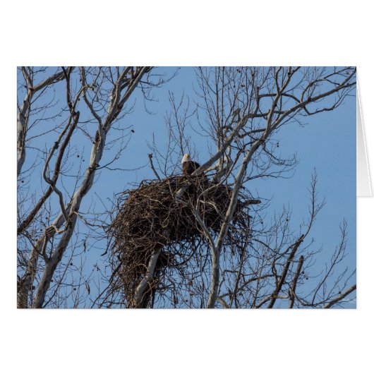 Guarding Eagle (Front Horizontal)