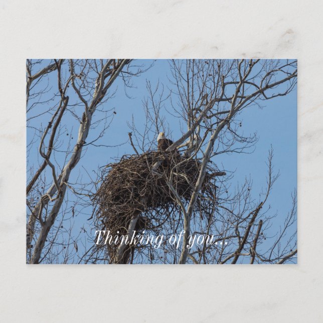 Guarding Eagle Thinking Of You Postcard (Front)