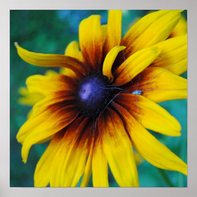 Guarding the Beauty Poster (Front)