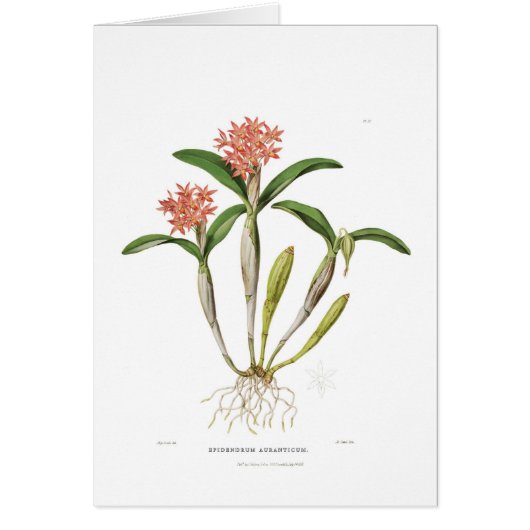 Guarianthe aurantiaca cards (Front)
