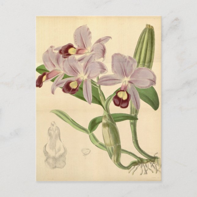 Guarianthe skinneri (as Cattleya skinneri) Postcard (Front)