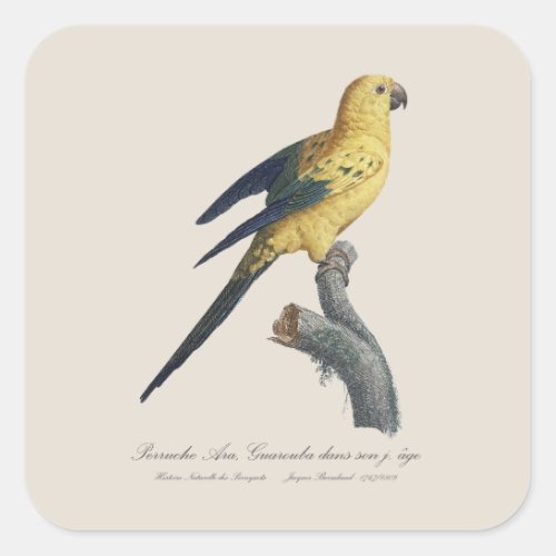 Guarouba dans sons jeune age  Sun parakeet  Square Sticker