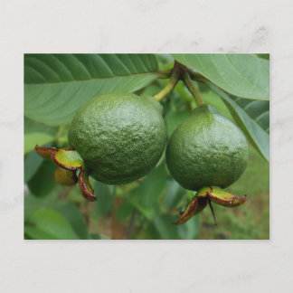Guavas Postcard