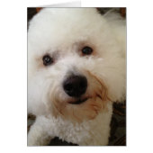 "Gucci" - a Bichon Frise Pup (Front)