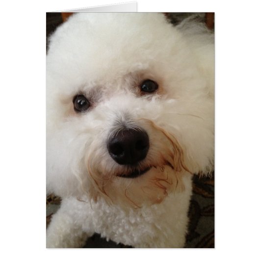 "Gucci" - a Bichon Frise Pup Cards (Front)