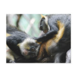Guenon Monkeys  Postcard