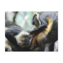 Guenon Monkeys  Postcard