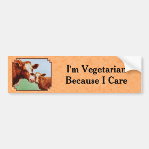 Guernsey Calf and Mother Cow Peach Bumper Sticker