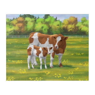 Guernsey Cow & Cute Calf in Summer Pasture Acrylic Print
