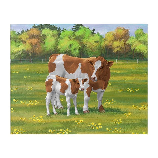 Guernsey Cow & Cute Calf in Summer Pasture Acrylic Print (Front)