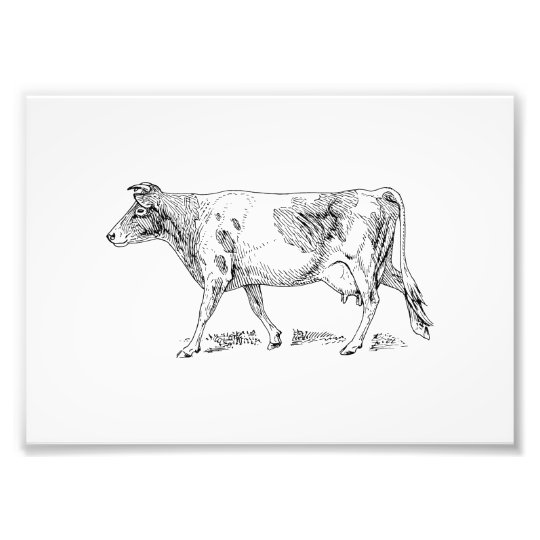 Guernsey Cow Photo Print