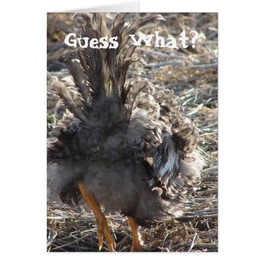 Guess What? Chicken Butt Cards (Front)