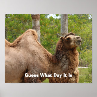 Funny Camel Posters | Zazzle