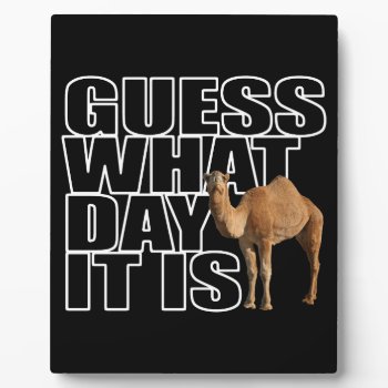 Guess What Day It Is Hump Day Camel Plaque by LaughingShirts at Zazzle