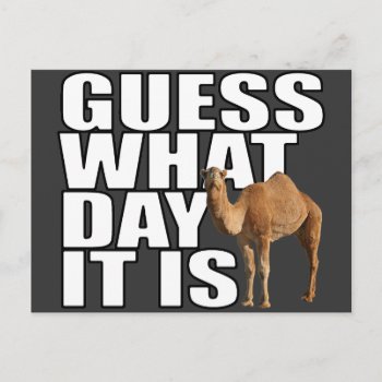 Guess What Day It Is Hump Day Camel Postcard by LaughingShirts at Zazzle