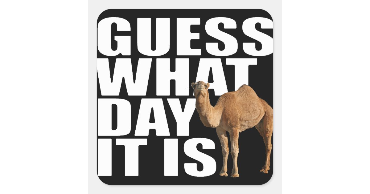 Guess What Day It Is Hump Day Camel Stickers | Zazzle.com