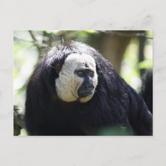 Guianan saki postcard