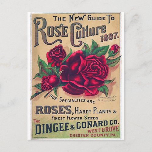 Guide to Rose Culture Postcard