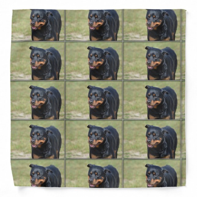 Guileless Rottweiler Bandana (Front)