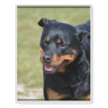 Guileless Rottweiler Temporary Tattoos
