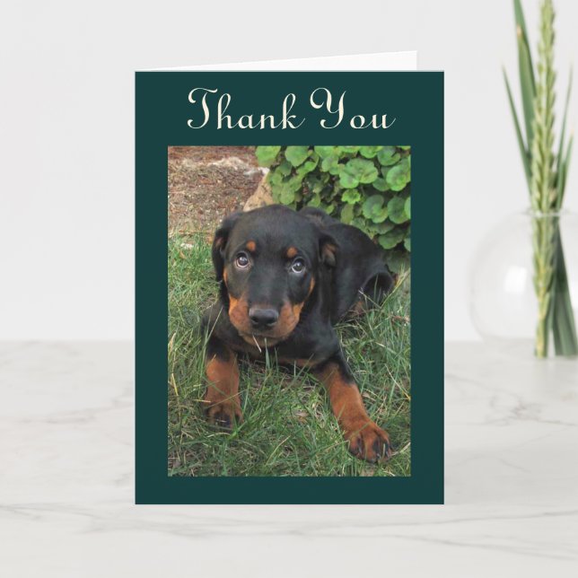 Guilty Rottweiler Puppy Thank You Card (Front)