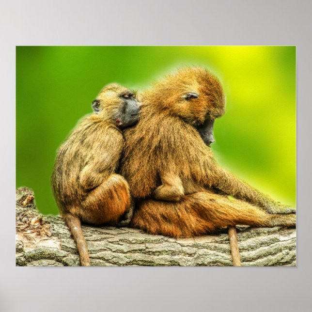 Guinea Baboons Poster (Front)