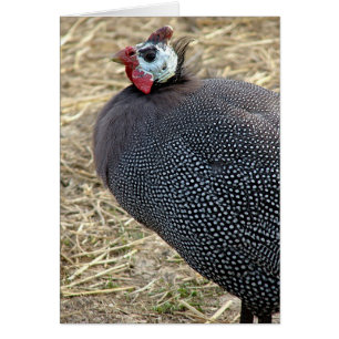 Guinea Cards