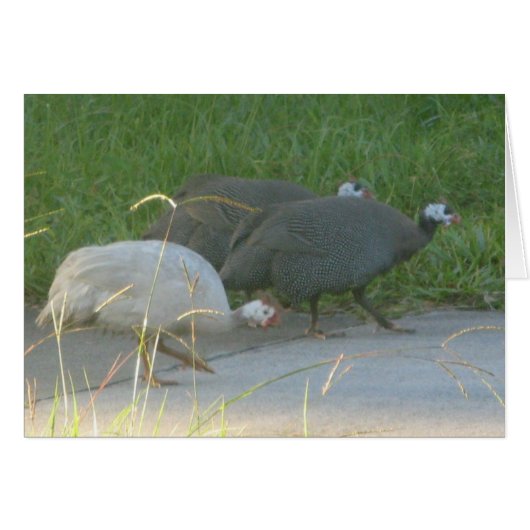 Guinea Fowl Card (Front Horizontal)