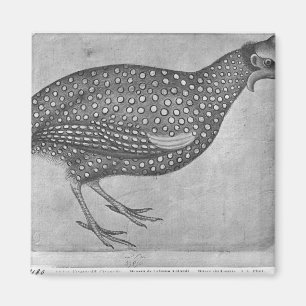 Guinea Fowl, from the The Vallardi Album Magnet