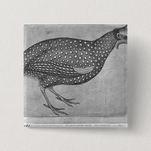 Guinea Fowl, from the The Vallardi Album Pinback Button