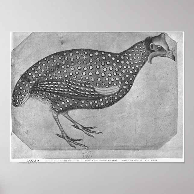 Guinea Fowl, from the The Vallardi Album Poster (Front)