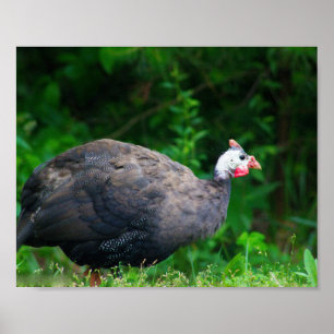 Guinea Fowl in the Grass Poster