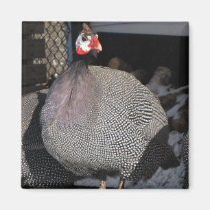 Guinea Fowl Magnet