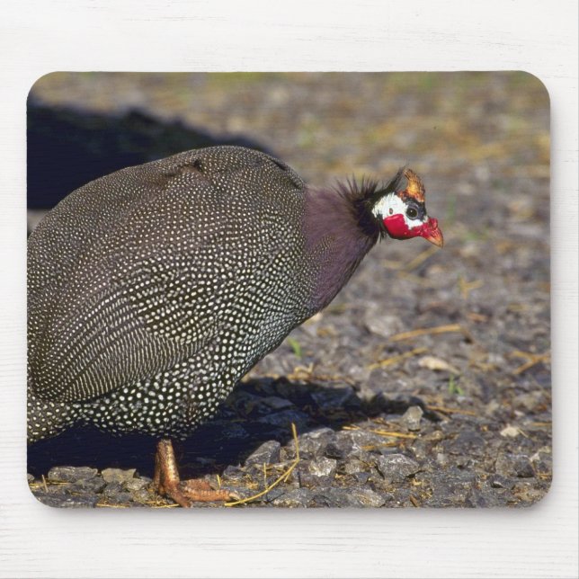 Guinea Fowl Mouse Pad (Front)