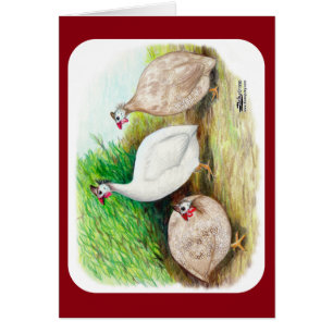 Guinea Fowl Outside Cards