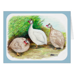 Guinea Fowl Outside Cards