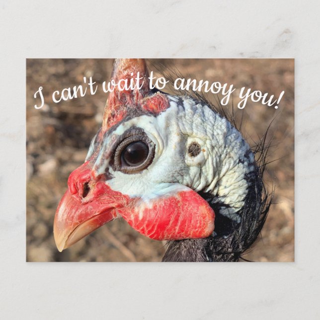 Guinea Fowl Post Card (Front)
