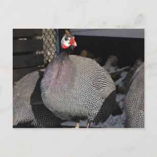 Guinea fowl postcard